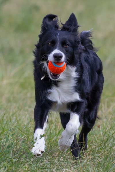 Border Collie