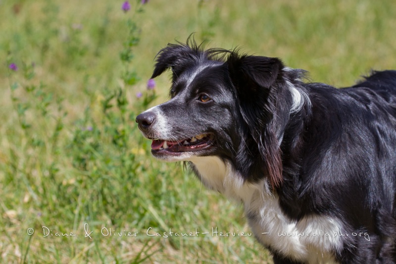 Border Collie