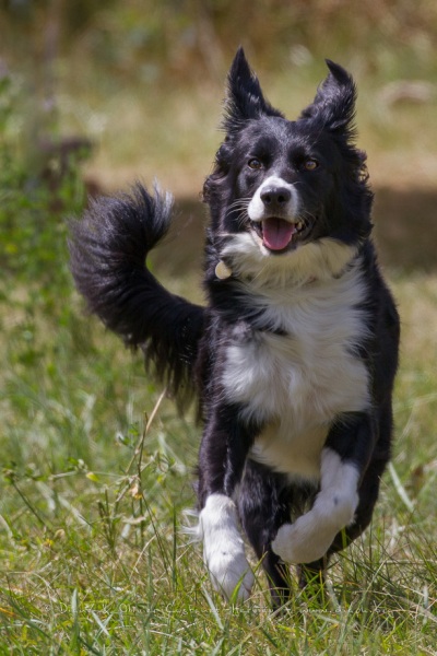 Border Collie