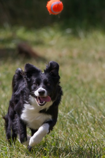 Border Collie