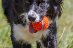 Border Collie