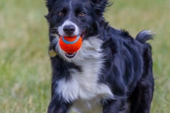 Border Collie