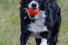 Border Collie