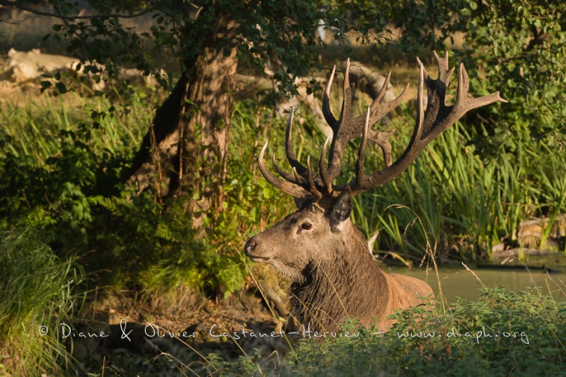 Cerf élaphe (Cervus elaphus) saison du brame