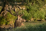 Cerf élaphe (Cervus elaphus) saison du brame