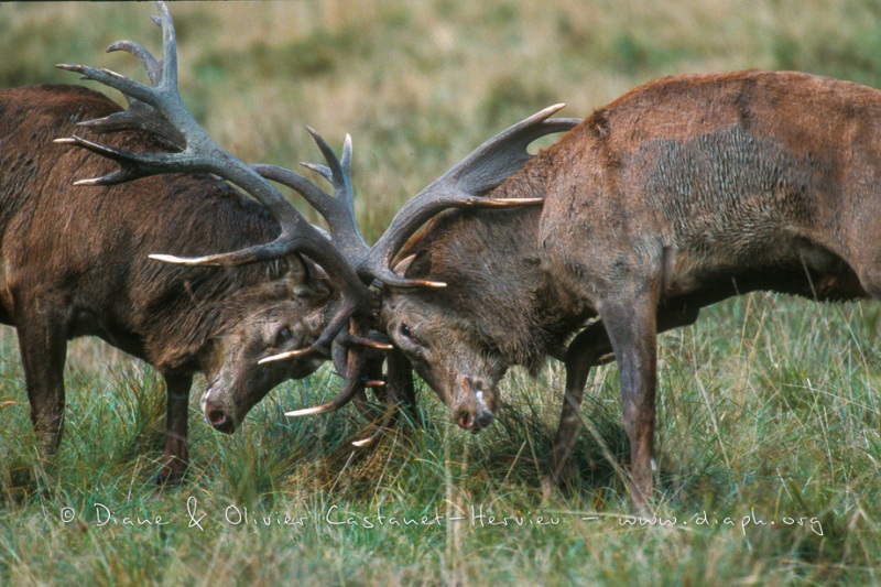 combat Cerfs Elaphess au brame