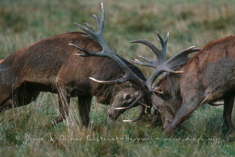 combat de Cerfs Elaphes au brame