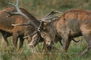 Combat de cerfs