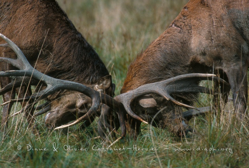 Combat de cerfs