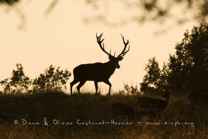 Cerf élaphe (Cervus elaphus) saison du brame