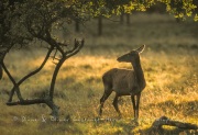 Biche ensous bois