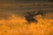 Cerf Elaphe au brame