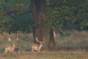 Daim (Dama dama) sous un chêne centenaire du Parc de Dyrehaven