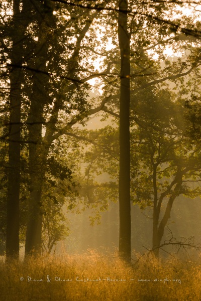 Lever de soleil dans un sous bois.