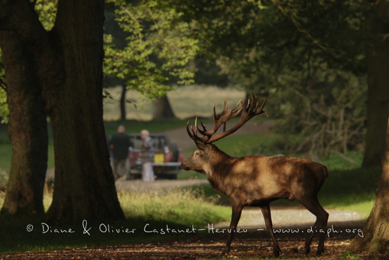 Cerf élaphe (Cervus elaphus) saison du brame