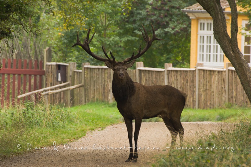 Cerf élaphe (Cervus elaphus) saison du brame