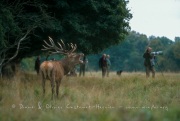 Le cerf et les photographes