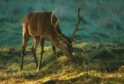 Jeune cerf en sous bois