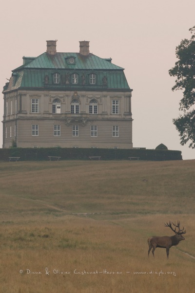 Cerf élaphe (Cervus elaphus) saison du brame