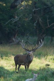 Cerf élaphe (Cervus elaphus) saison du brame