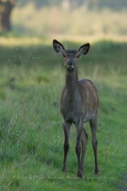 Cerf élaphe (Cervus elaphus) saison du brame