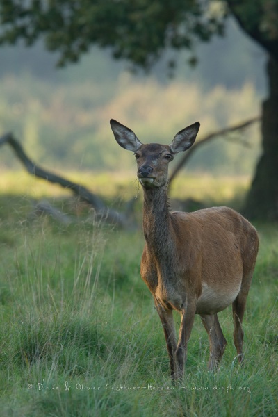 Cerf élaphe (Cervus elaphus) saison du brame