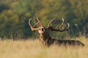 Cerf élaphe (Cervus elaphus) saison du brame