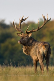 Cerf élaphe (Cervus elaphus) saison du brame