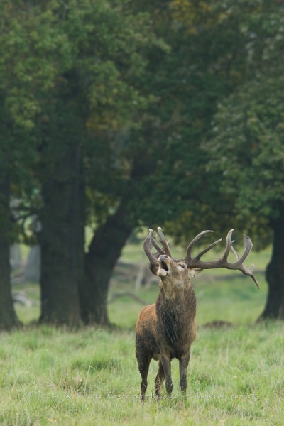 Cerf élaphe (Cervus elaphus) saison du brame