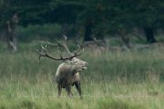 Cerf élaphe (Cervus elaphus) saison du brame