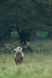 Cerf élaphe (Cervus elaphus) saison du brame