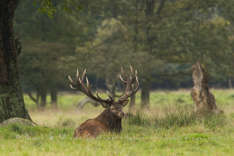 Cerf élaphe (Cervus elaphus) saison du brame