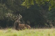 Cerf élaphe (Cervus elaphus) saison du brame