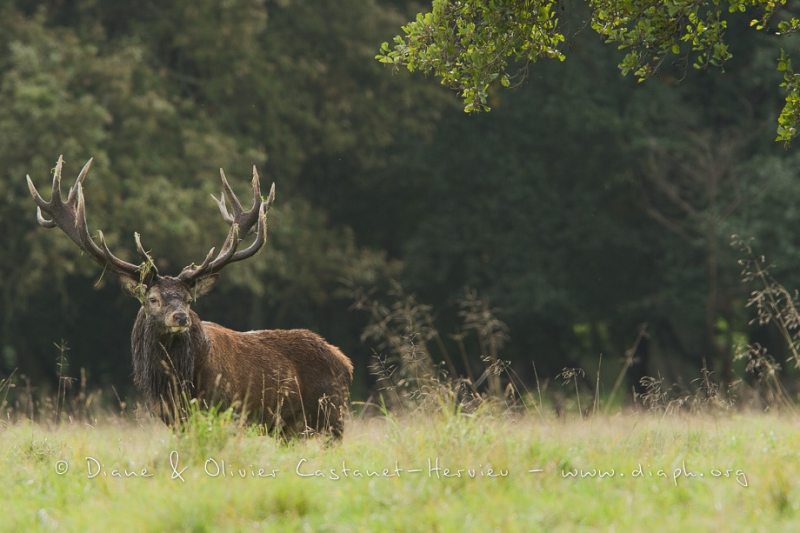 Cerf élaphe (Cervus elaphus) saison du brame