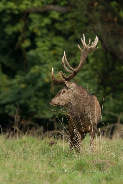 Cerf élaphe (Cervus elaphus) saison du brame