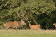 Cerf élaphe (Cervus elaphus) saison du brame