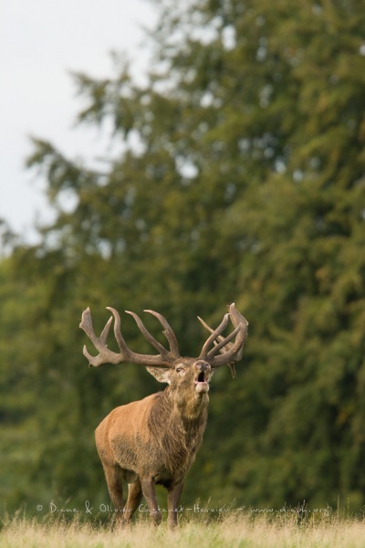 Cerf élaphe (Cervus elaphus) saison du brame