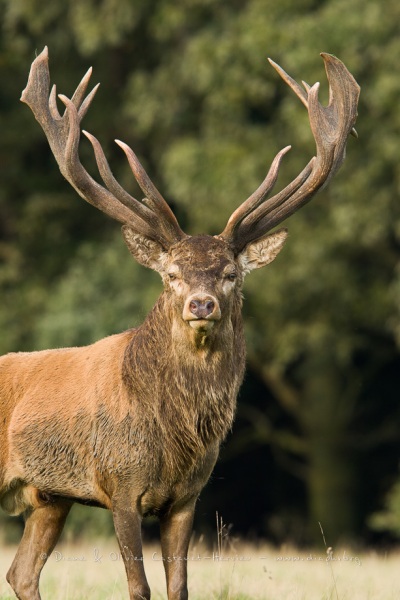 Cerf élaphe (Cervus elaphus) saison du brame