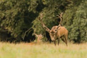 Cerf élaphe (Cervus elaphus) saison du brame