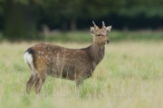 Cerf sika (Cervus nippon)