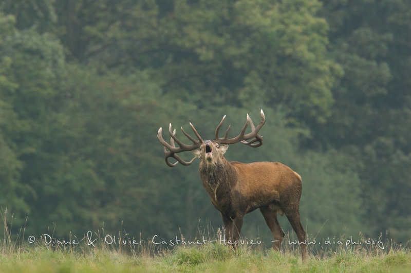 Cerf élaphe (Cervus elaphus) saison du brame