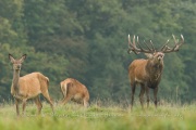 Cerf élaphe et biches  (Cervus elaphus) saison du brame