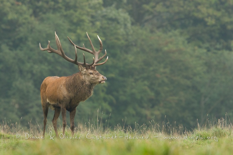 Cerf élaphe (Cervus elaphus) saison du brame