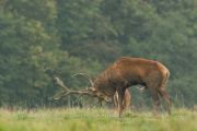 Cerf élaphe (Cervus elaphus) saison du brame