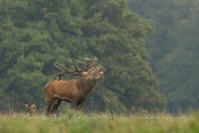 Cerf élaphe (Cervus elaphus) saison du brame