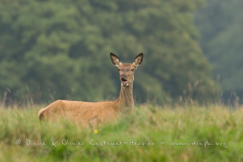 Cerf élaphe (Cervus elaphus) saison du brame