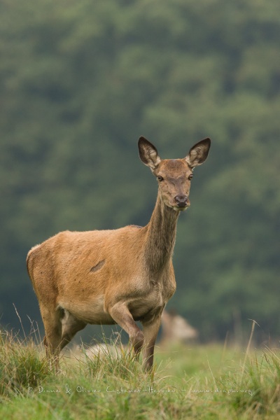 Cerf élaphe (Cervus elaphus) saison du brame