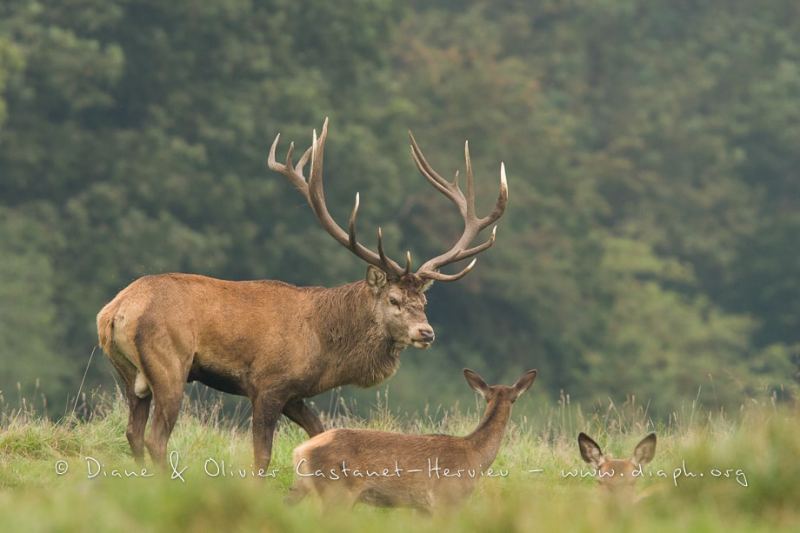 Cerf élaphe (Cervus elaphus) saison du brame