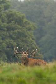 Cerf élaphe (Cervus elaphus) saison du brame