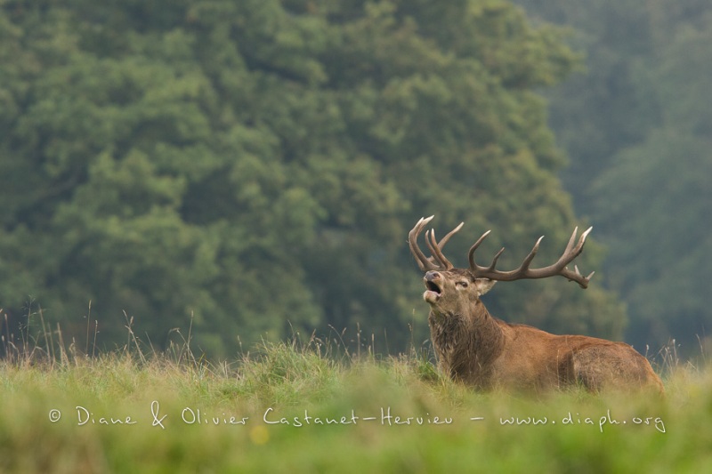 Cerf élaphe (Cervus elaphus) saison du brame